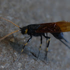 horntail or Giant woodwasp