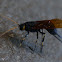 horntail or Giant woodwasp
