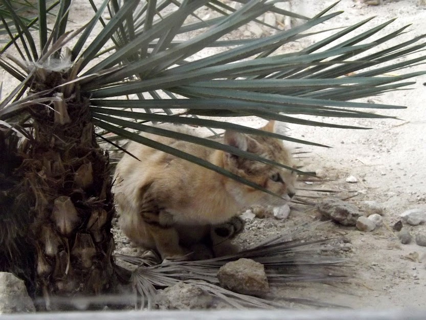 Chat des Sables, Parc des Félins - Tous droits réservés