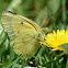 Orange Sulphur