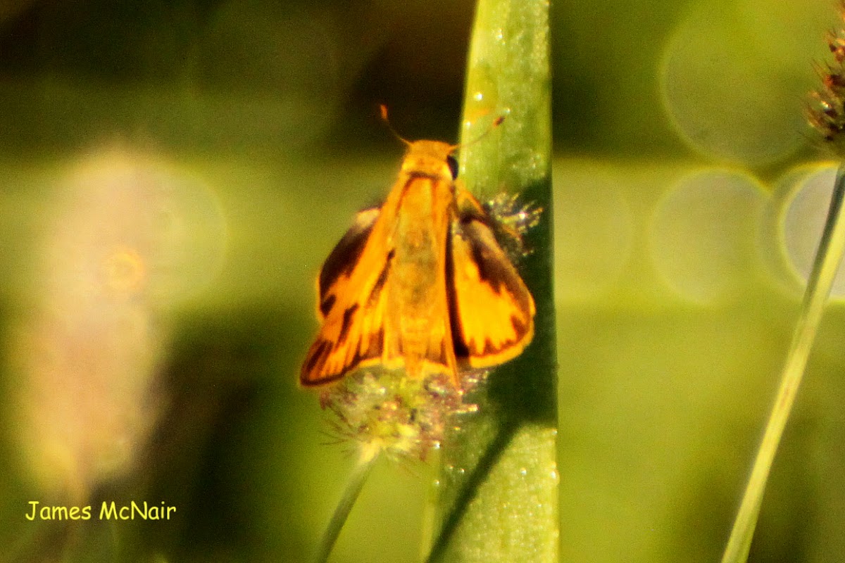 Fiery Skipper Butterfly