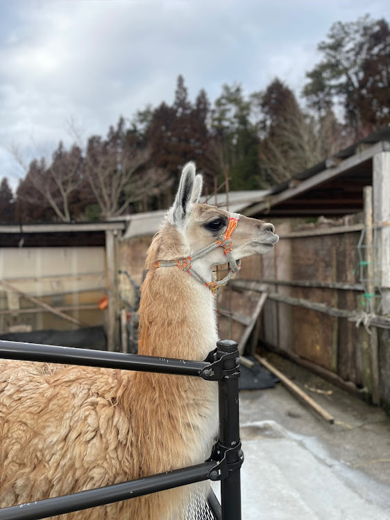 の投稿画像3枚目