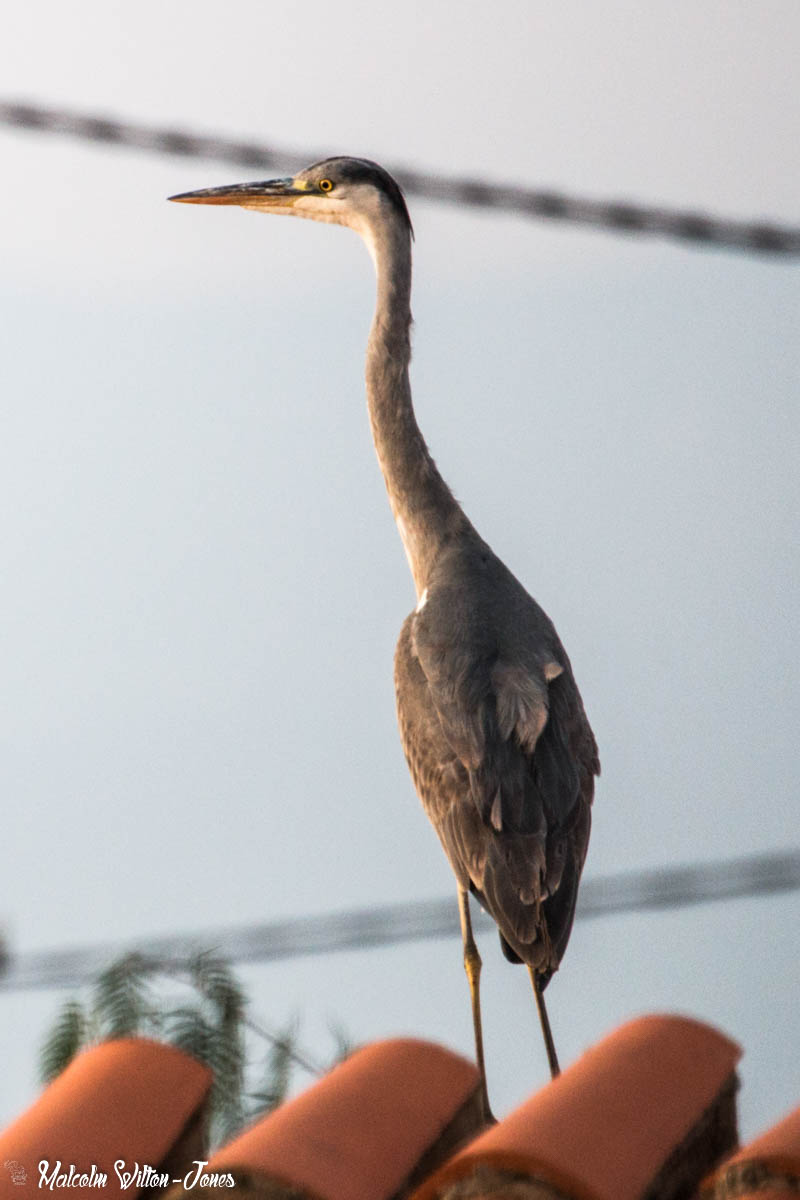 Grey Heron; Garza Real