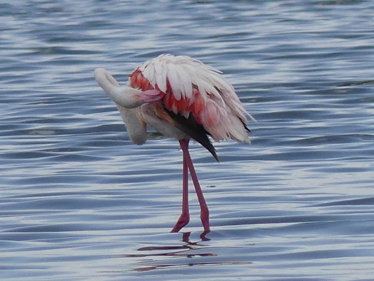 Lesser Flamingo