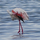 Lesser Flamingo