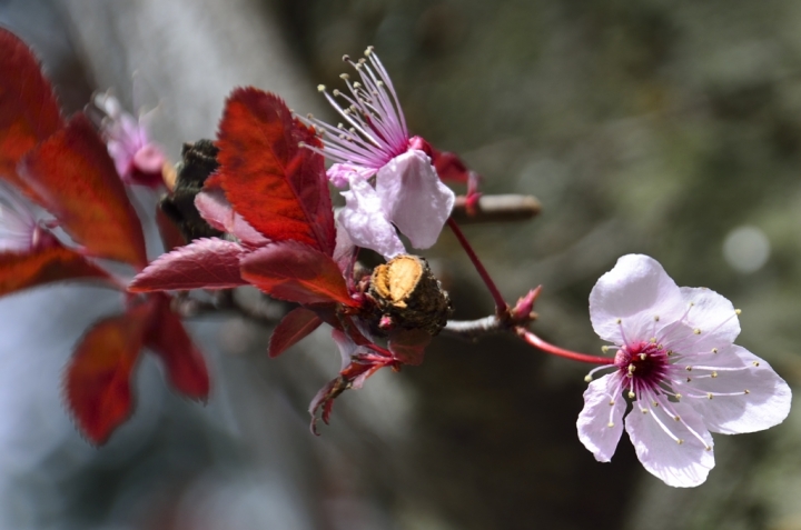 Sboccia la primavera di Pater84