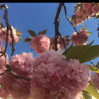 Eastern redbud