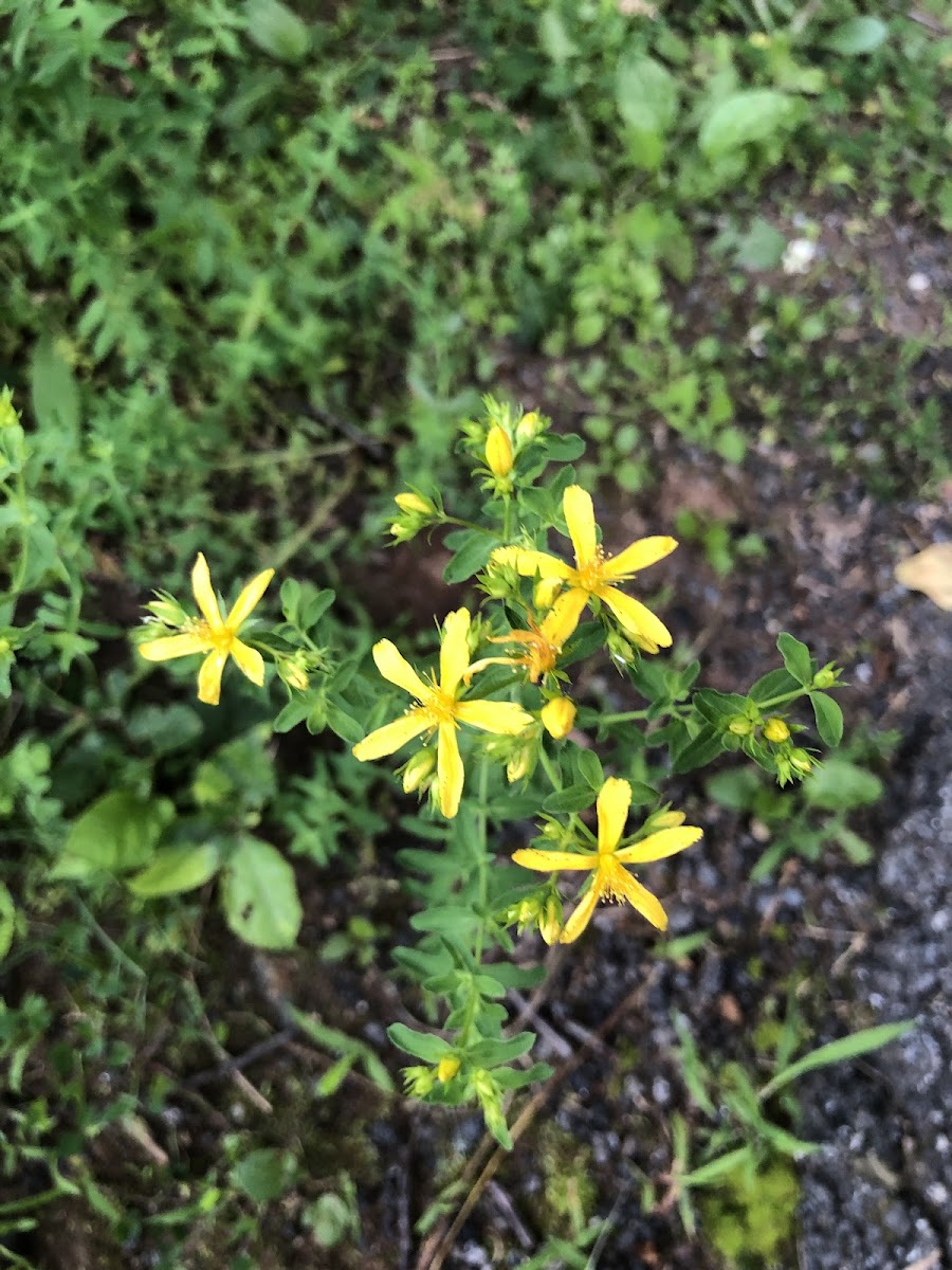 St. John’s Wort