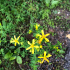 St. John’s Wort