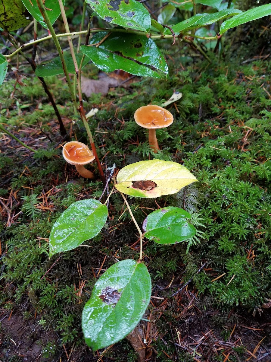 Milk Cap