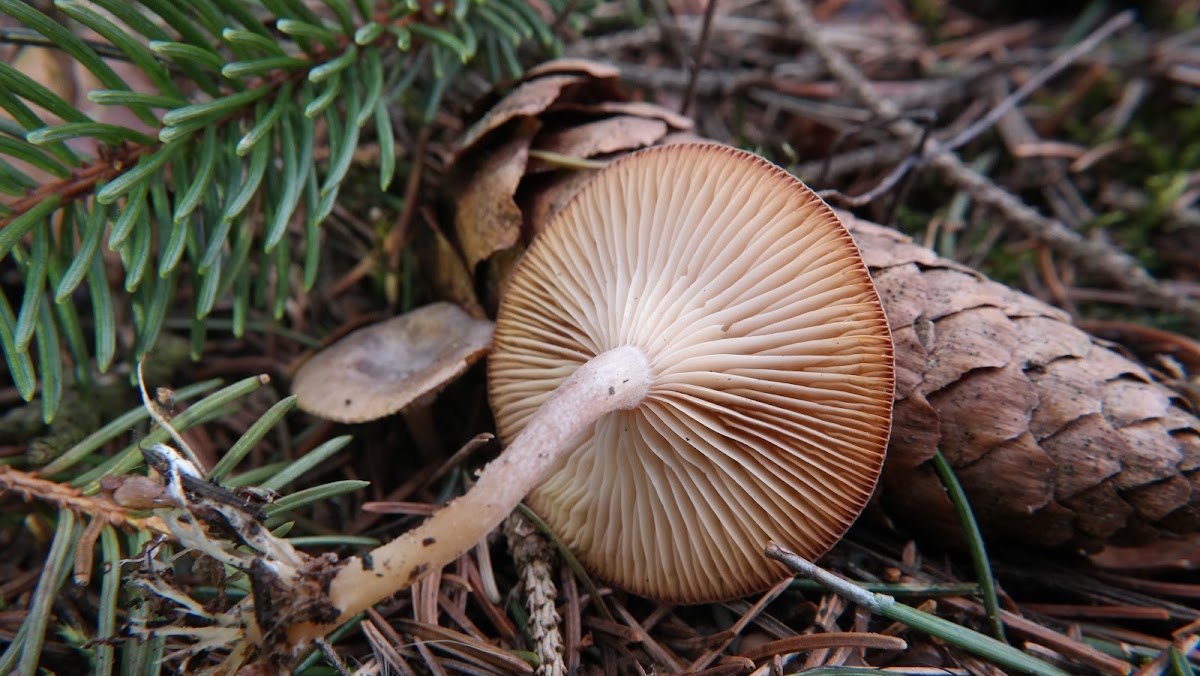 Rhizocybe Pruinosa