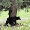 Black Bear