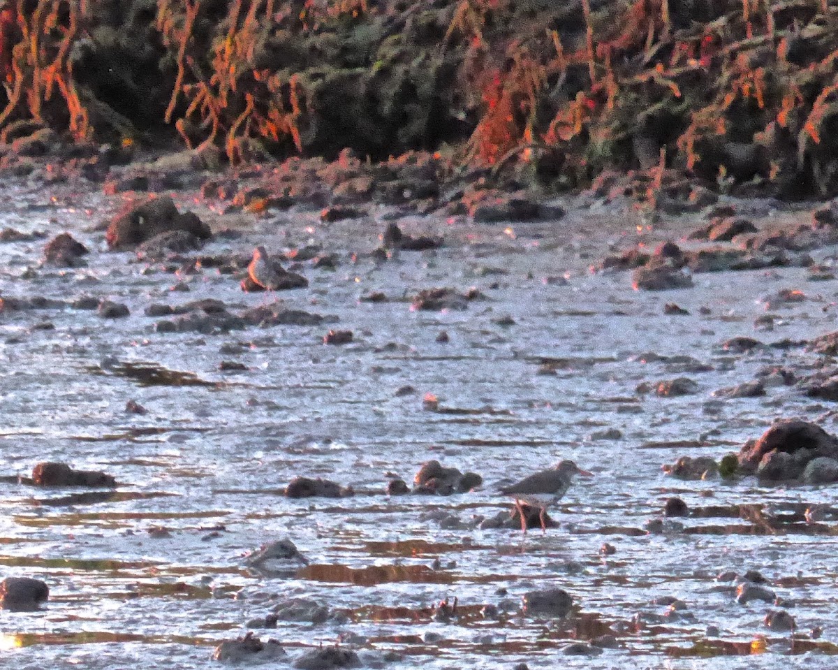 Spotted Sandpiper