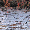 Spotted Sandpiper