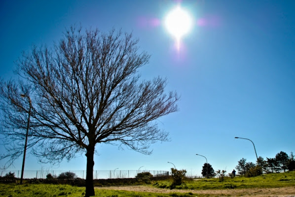 Rami al sole di Simone Manciagli