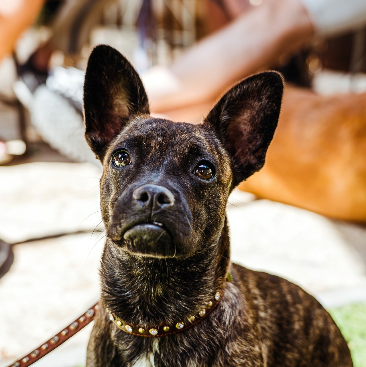 Private in-home dog training