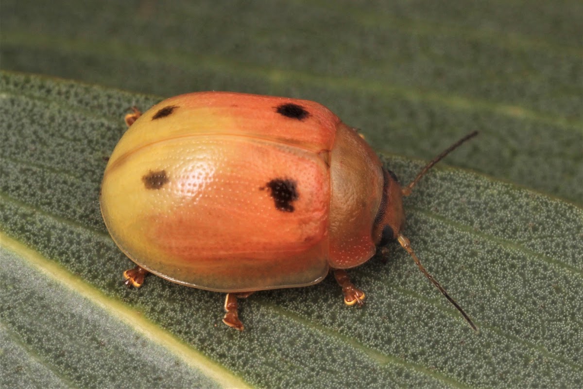 Leaf Beetle