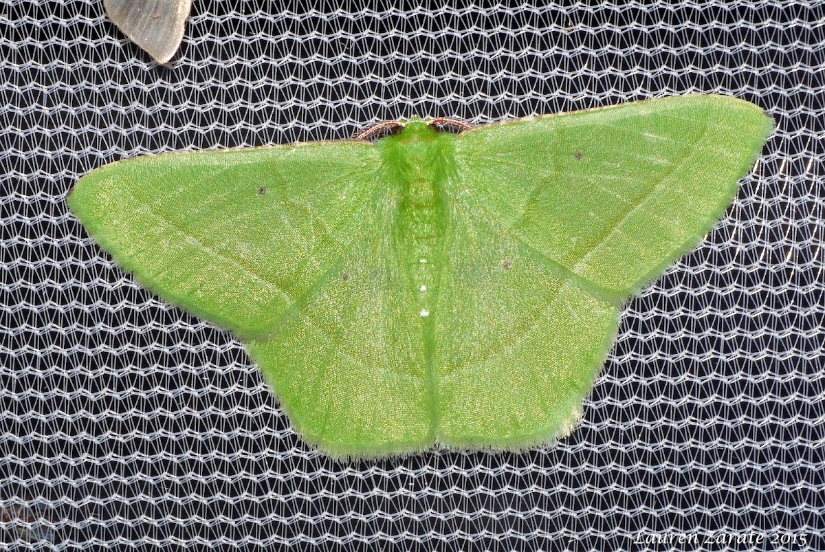 Emerald Moth