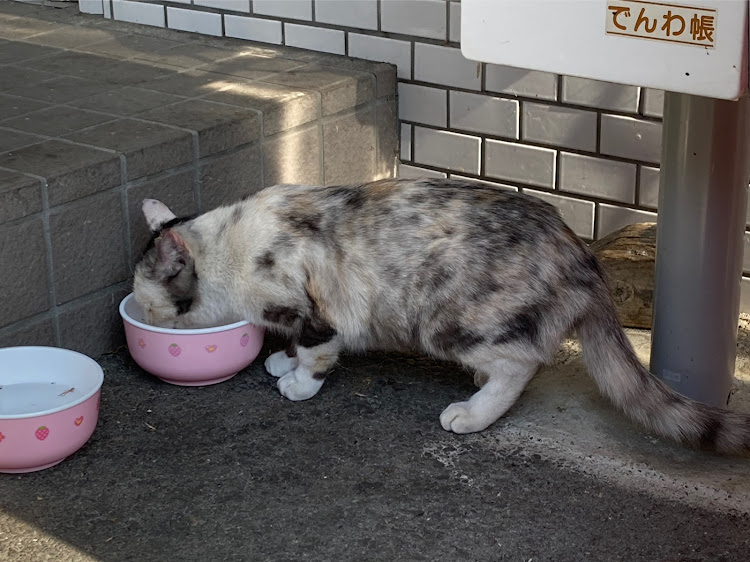 86の群馬県・草木ドライブイン・草木湖・ダムサンデー・TOYOTA86に関するカスタム事例の投稿画像7枚目