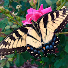 Eastern Tiger Swallowtail