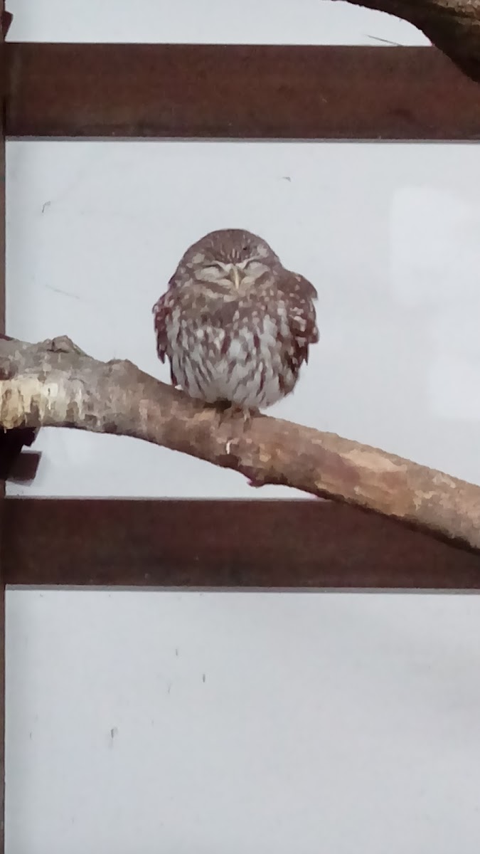 Little Owl