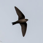 Crag Martin; Avión Roquero