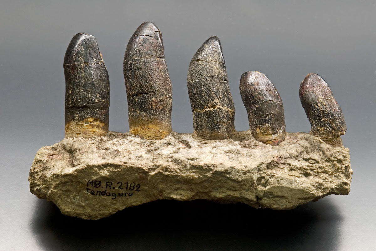 Teeth from the lower jaw of Brachiosaurus (Giraffatitan) - Carola Radke  (MfN) — Google Arts & Culture