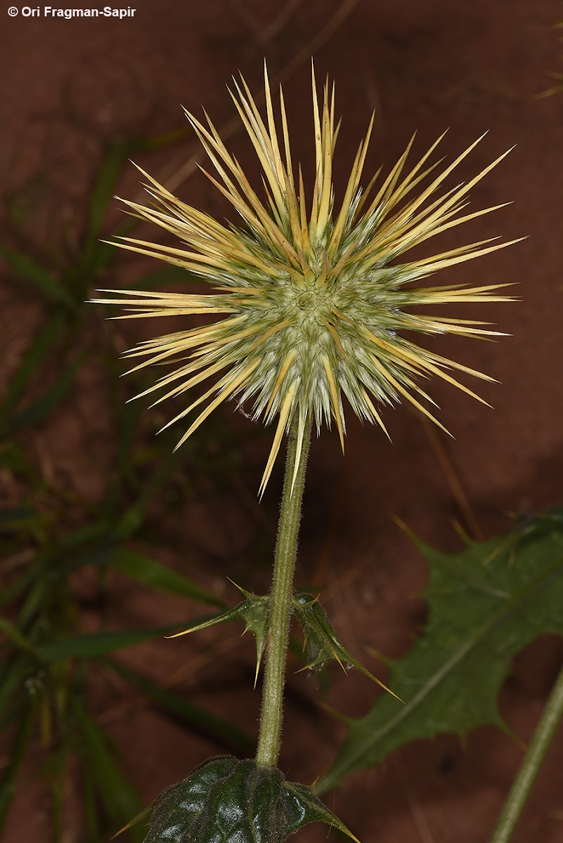 Smooth Globe Thistle