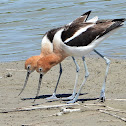 American avocet