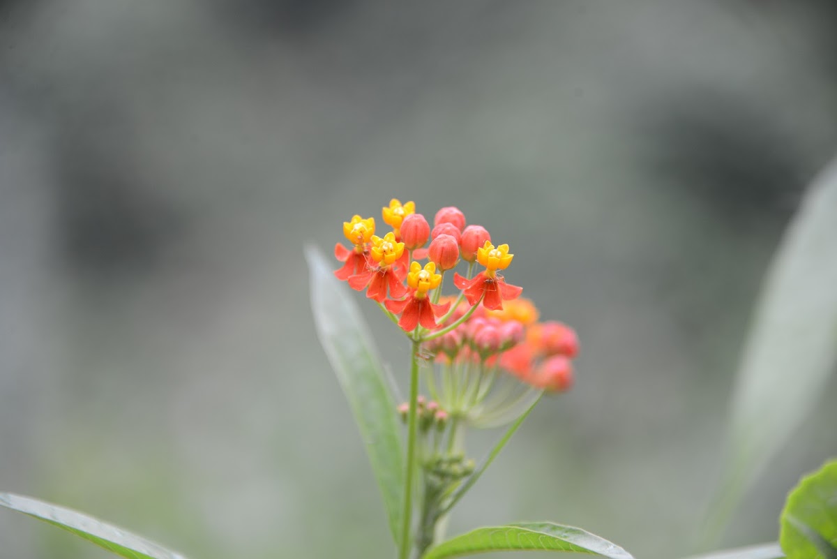 Tropical Milkweed