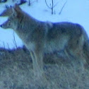 Coyote