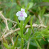 Fringed False Pimpernel