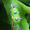 The Common Leopard Butterfly pupa