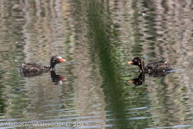 Moorhen; Pollo de Agua