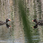 Moorhen; Pollo de Agua