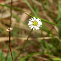 Slender Bottle-Daisy