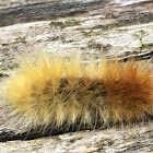 Yellow Bear Caterpillar