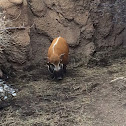 Red river hog