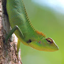 green forest lizard