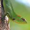 green forest lizard