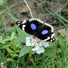 Dark Blue Pansy Butterfly