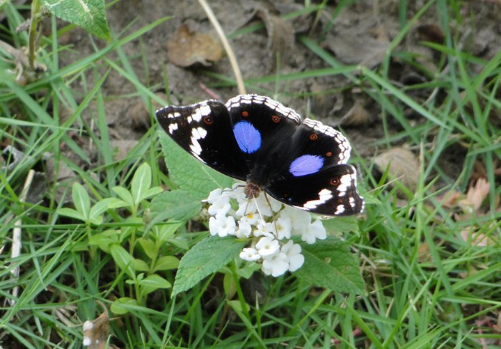 Dark Blue Pansy Butterfly