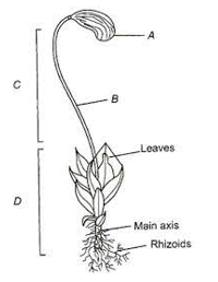 Bryophytes- General