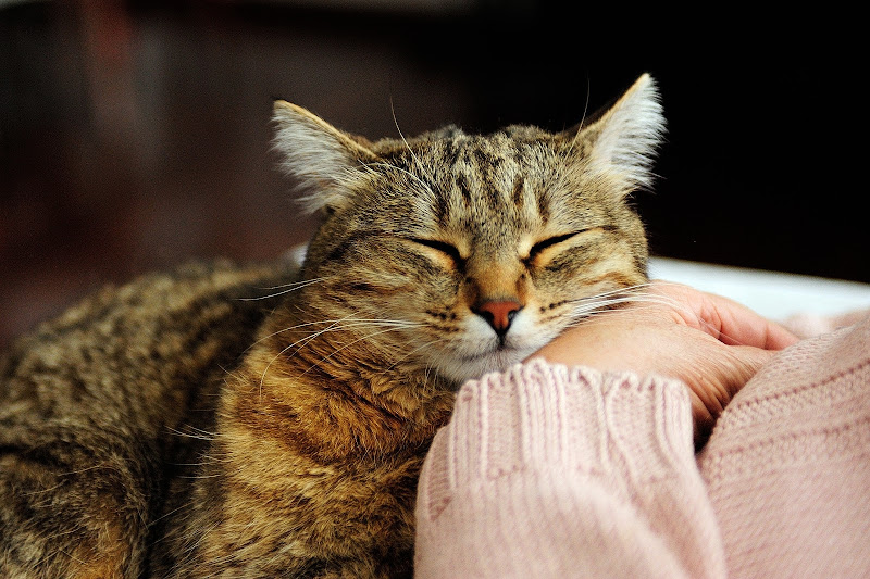 La siesta di Seidodici