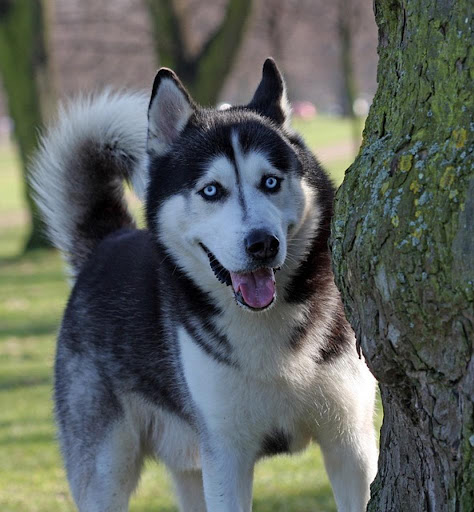 Husky Wallpapers HD FREE