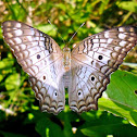 Borboleta-pavão-branco