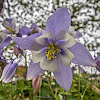 Blue Columbine