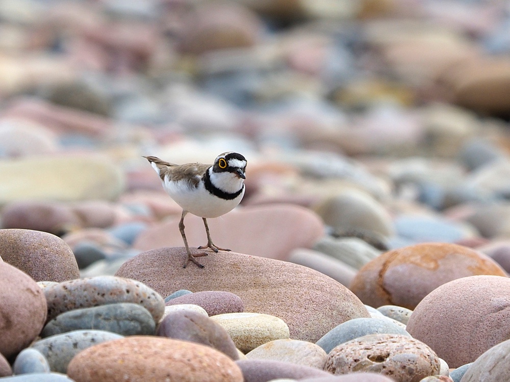 Chorlitejo chico (Little ringed plover)