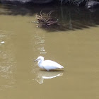 Snowy Egret