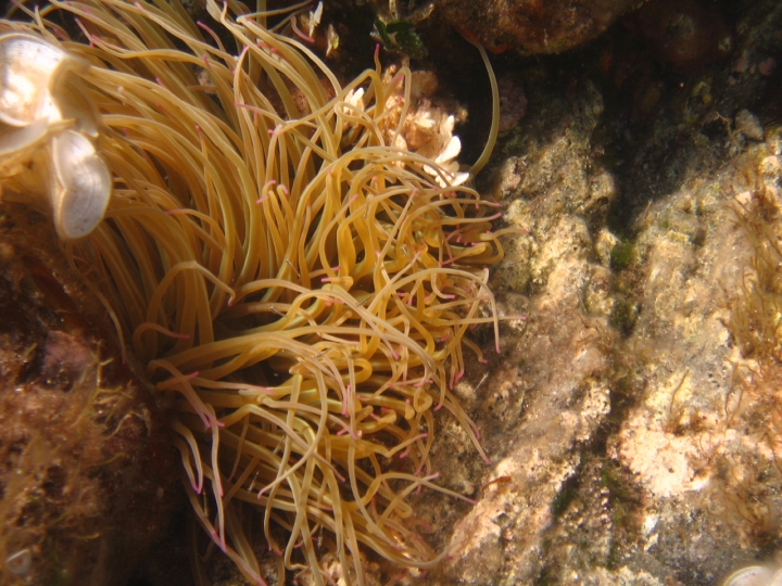 Anemone con pesciolini di ciubecca